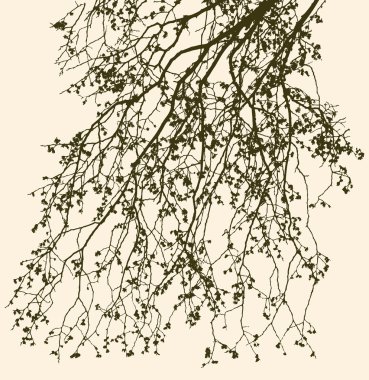 ağaç dalları bahar