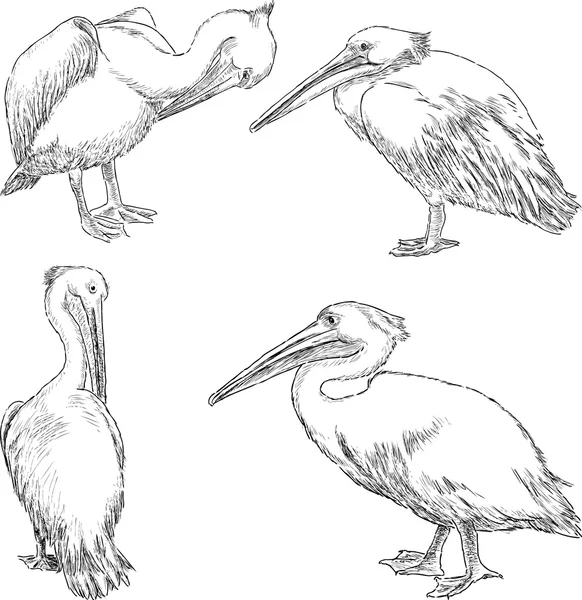 Sketches of the pelicans — Stock Vector