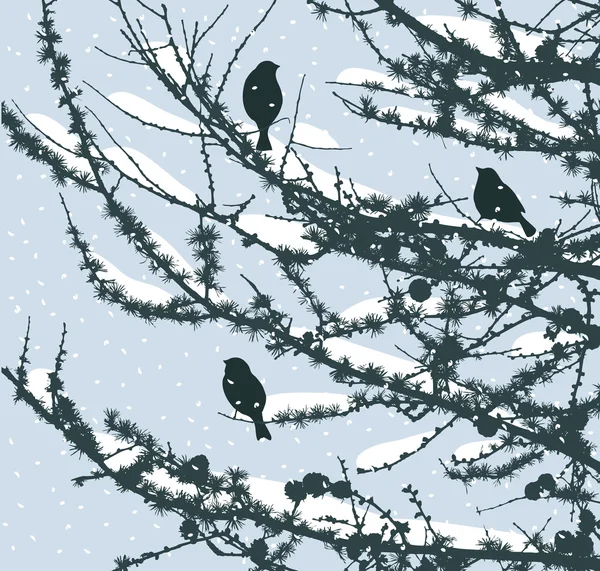 Pine grenar på vintern — Stock vektor