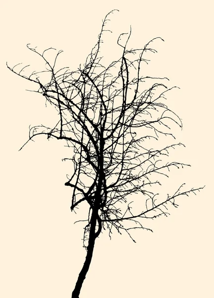 一棵小树的剪影 — 图库矢量图片