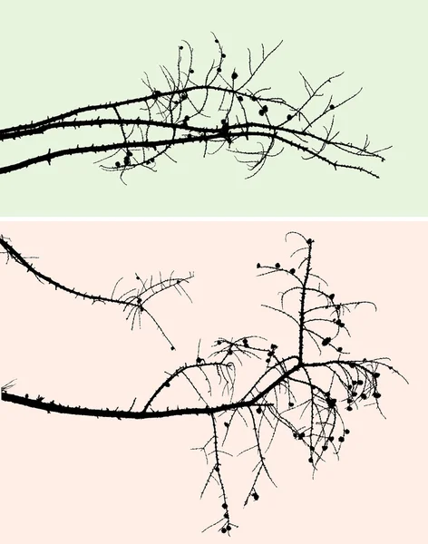 Siluet dari cabang pinus - Stok Vektor