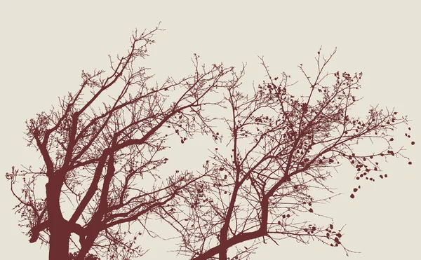 秋の木々 — ストックベクタ
