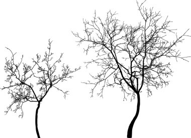 silhouettes of the young trees