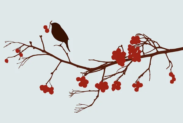 Aves en rama de ceniza de montaña — Archivo Imágenes Vectoriales