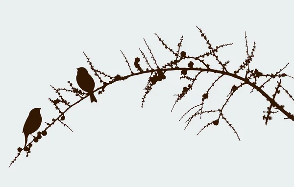 Vogels op een tak pine — Stockvector
