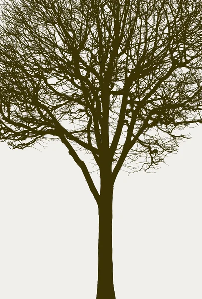 葉のない木のシルエット — ストックベクタ