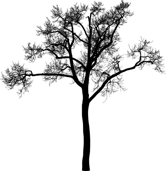 eski ağaç silüeti