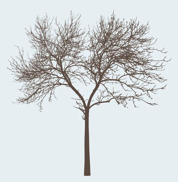 Silhouette del vecchio albero — Vettoriale Stock