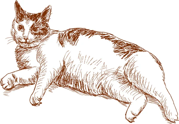 Boceto de un gato perezoso — Vector de stock