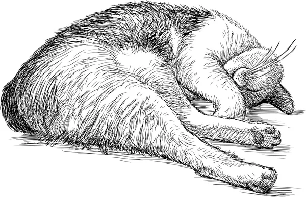 Gato doméstico durmiendo — Vector de stock