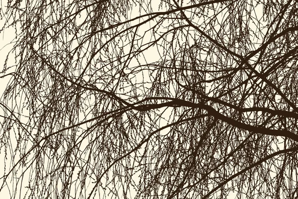 Branches de saule au printemps — Image vectorielle