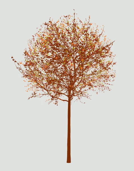 Petit arbre à feuilles caduques en automne — Image vectorielle