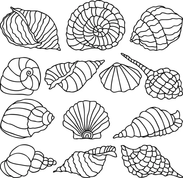 Imagen Vectorial Los Contornos Varias Conchas Marinas — Archivo Imágenes Vectoriales