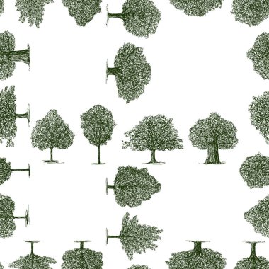 Yazın çeşitli yaprak döken ağaçların pürüzsüz deseni