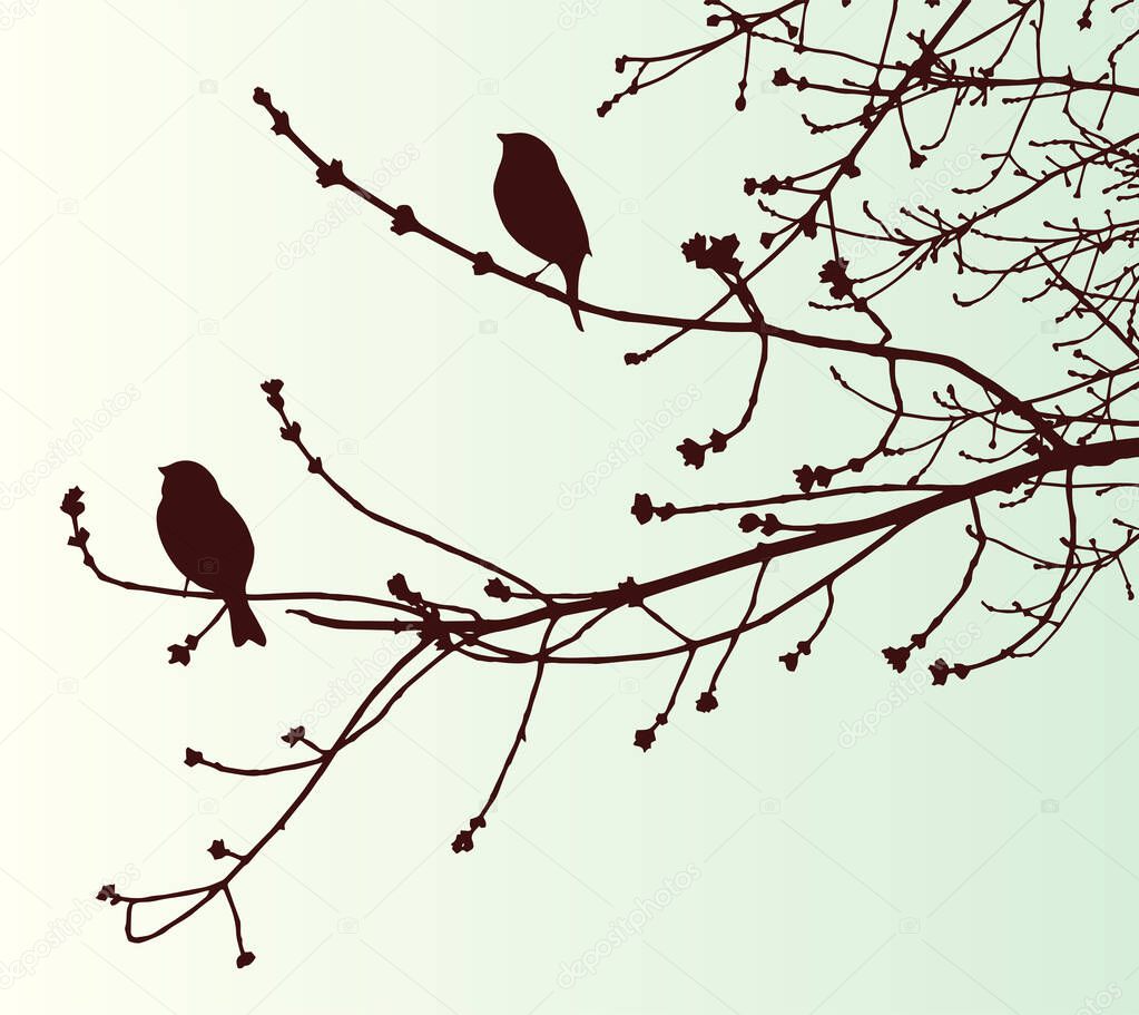 Vector image of silhouettes sparrows on tree branches in springtime