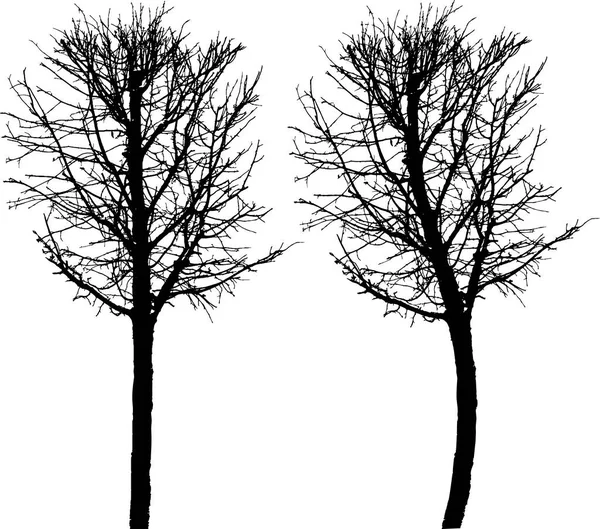 Vector Drawing Silhouette Bare Deciduous Tree — Vector de stock