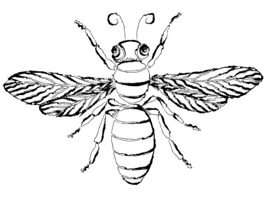 Silüet dekoratif karikatür sineğinin birleşik çizimi