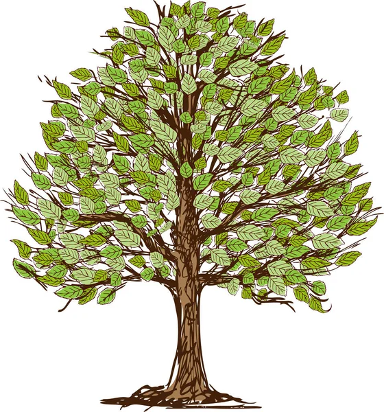 夏の落葉樹のベクトル図 — ストックベクタ