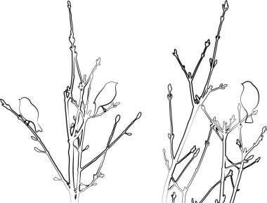 İlkbaharda ağaç dallarında oturan kuşların ana hatlarını çiz