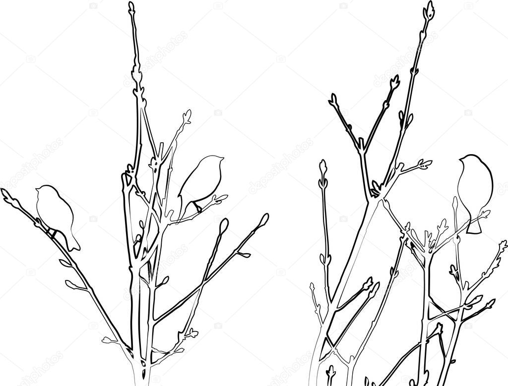 Outline vector drawings of birds sitting on tree branches in spring