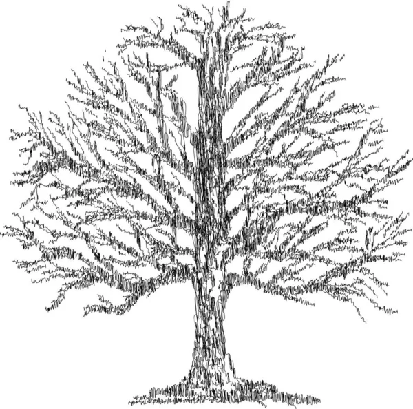 Disegno Scarabocchio Contorno Vecchio Albero Nudo Deciduo — Vettoriale Stock