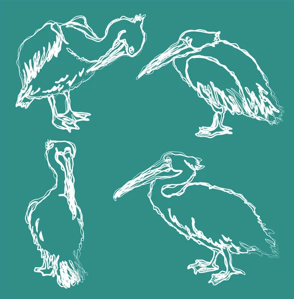 Çeşitli Pozlarda Soyut Pelikanların Karalama Çizimleri — Stok Vektör