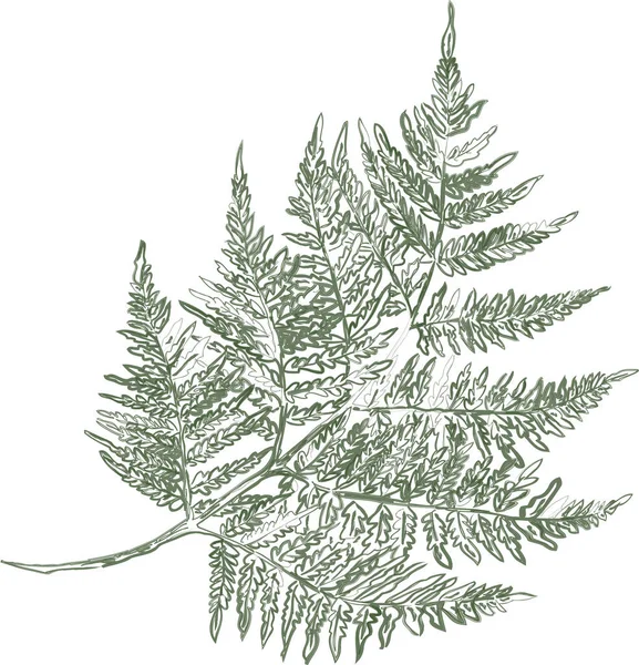 Vector Outline Brush Drawing Abstract Fern Leaf - Stok Vektor