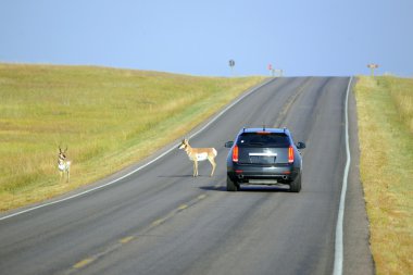 Yaban hayatı yollarda sürüş sırasında Roadkill olduğunu bir önemli bir nedeni, ülke ve hız birçok yerinde hayvan ölüm ve araba kazaları, kaza riskini azaltmak için buna göre indirilmelidir 