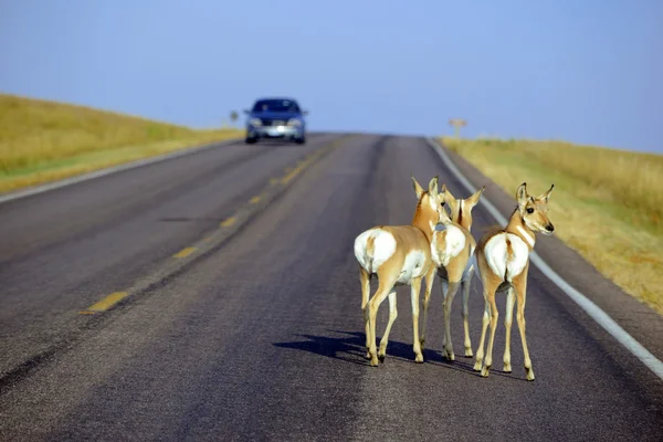 La matanza de animales silvestres en las carreteras durante la conducción es una de las principales causas de muerte de animales y accidentes automovilísticos en muchas partes del país y el exceso de velocidad debe minimizarse en consecuencia para reducir el riesgo de accidente. —  Fotos de Stock