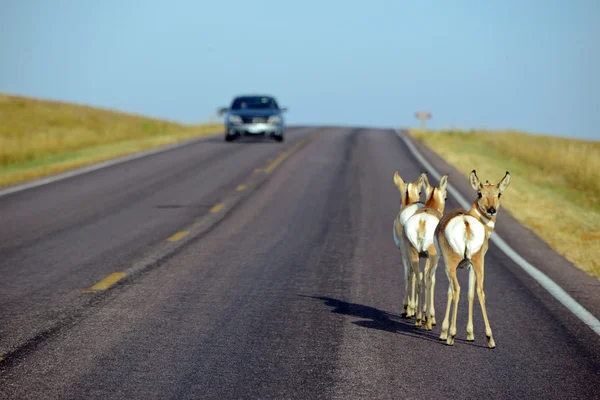 Roadkill of wildlife on road while driving is a major cause of animal death and car accidents in many parts of the country and speeding should be minimized pursuant to reduce risk of accident — Fotografia de Stock