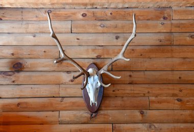 Tahnitçi kafası ahşap kulübe duvarında.