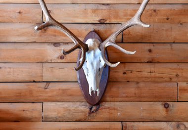 Tahnitçi kafası ahşap kulübe duvarında.