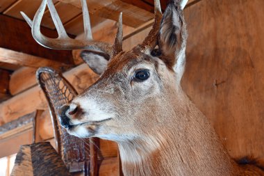 Tahnitçi kafası ahşap kulübe duvarında.