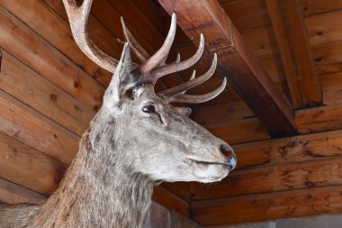 Tahnitçi kafası ahşap kulübe duvarında.