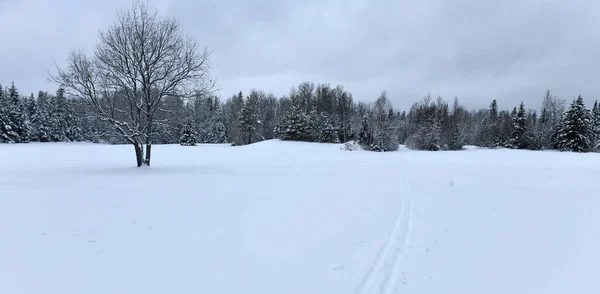 在山中的新雪中穿越乡村滑雪道 — 图库照片