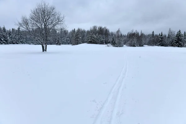 Cross Country Ski Tracks New Snow Mountains — Zdjęcie stockowe