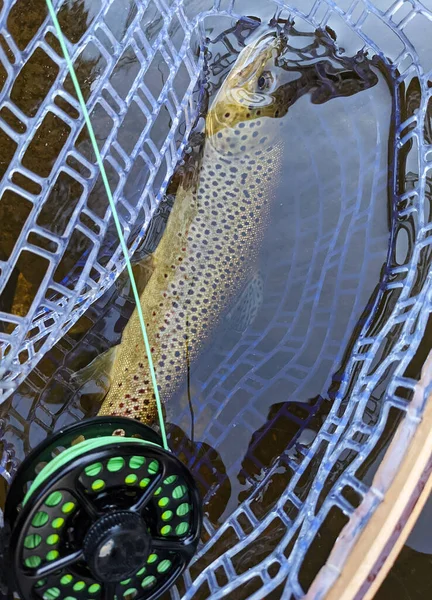 Forel Het Net Tijdens Het Vliegvissen Rivier — Stockfoto