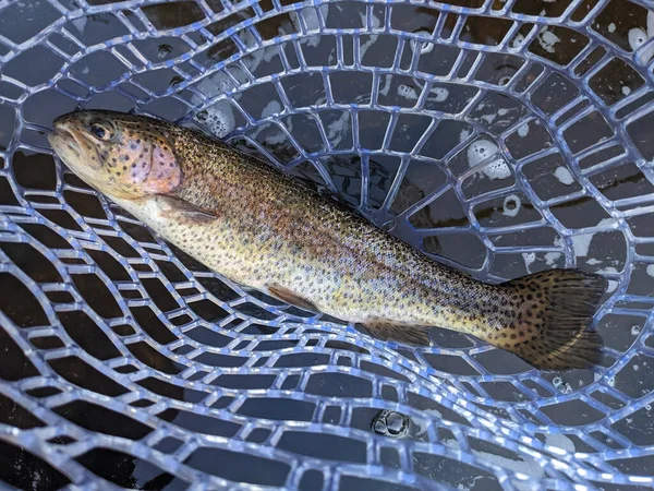 Trota Rete Mentre Pesca Mosca Nel Fiume — Foto Stock