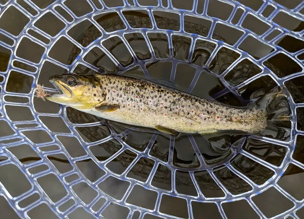 Forel Het Net Tijdens Het Vliegvissen Rivier — Stockfoto