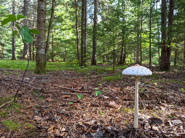 Mushroom Forest Forest Floor — Fotografia de Stock