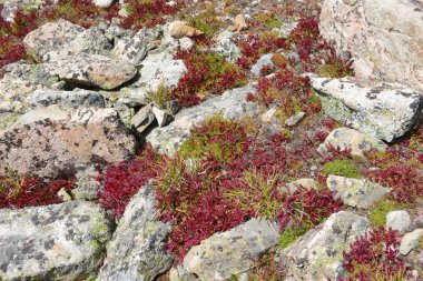 Alpin tundra sonbahar renkleri
