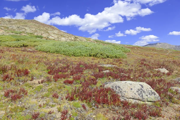 Alpesi tundra találat őszi színek — Stock Fotó