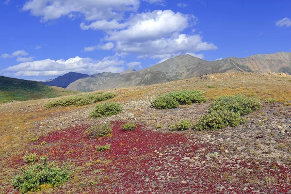 Tundra alpina nei colori autunnali — Foto Stock