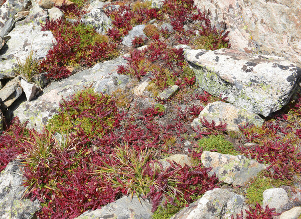 Alpine tundra in Autumn colors