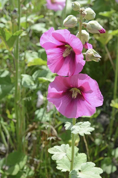 不断の庭に咲くタチアオイ — ストック写真
