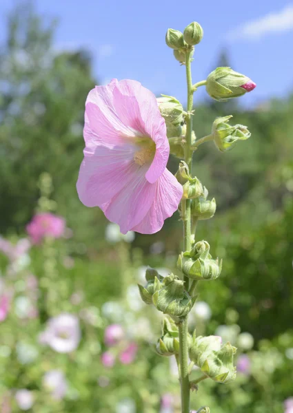 Hollyhocks ανθίζουν αιώνιο κήπο — Φωτογραφία Αρχείου