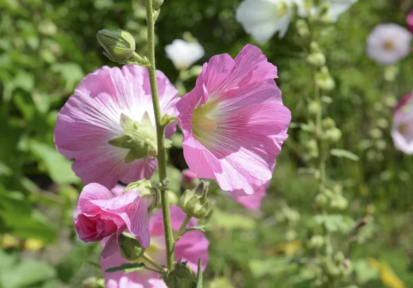 Stockrosor blommar i perenn trädgård — Stockfoto