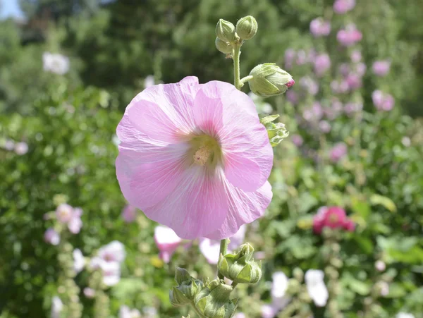 Голлігокс цвіте в багаторічному саду — стокове фото