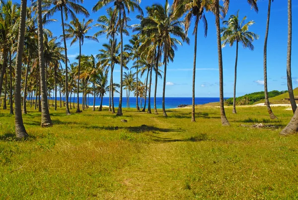 Palmbomen en strand — Stockfoto