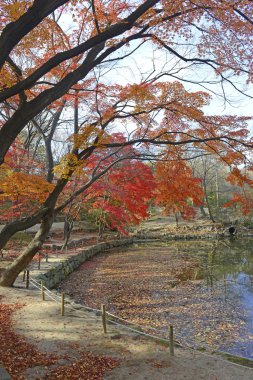 Sonbahar yaprakları, Japon maples sonbahar renkleri